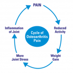 Canine Osteoarthritis: Part II Identification & Treatment | Pawsitive ...