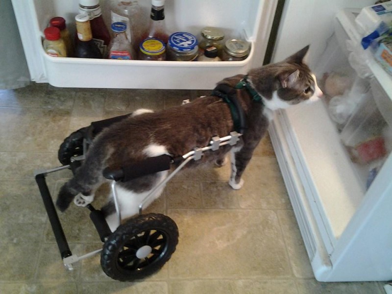 With his new wheels, Chance was able to discover refrigerators! 
