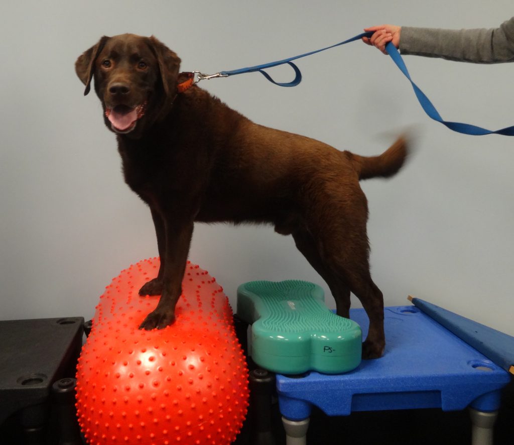 the-use-of-pain-medication-pawsitive-steps-rehabilitation-therapy