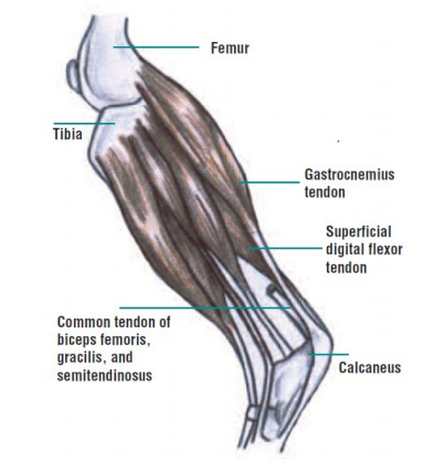 Tendon Diagram - Finger Flexor Tendon Anatomy Britannica - amlanguage-wall
