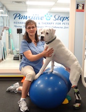 Nose Work  Pawsitive Steps Rehabilitation & Therapy for Pets, Troy MI