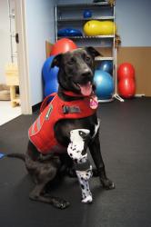 Southeast MI Electrical Stimulation for Pets  Pawsitive Steps  Rehabilitation & Therapy for Pets, Troy MI
